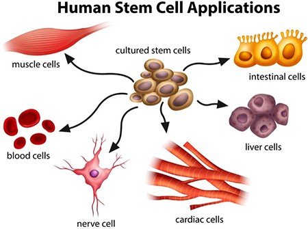Types Of Stem Cells Sapulpa, Ok